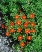 Potentilla rot 9 cm Topf - Größe nach Saison 15-  20