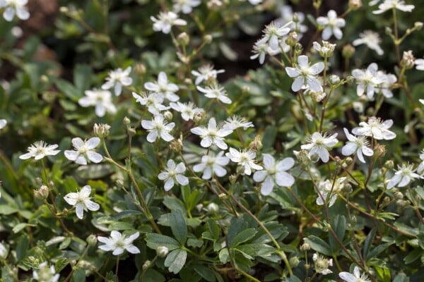 Potentilla tridentata Nuuk 9 cm Topf - Größe nach Saison 10- 15