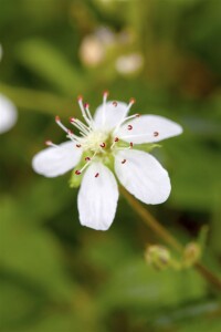 Potentilla tridentata Nuuk 9 cm Topf - Größe nach Saison 10- 15