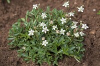 Potentilla tridentata Nuuk 9 cm Topf - Größe nach Saison 10- 15