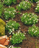 Potentilla tridentata Nuuk 9 cm Topf - Größe nach Saison 10- 15