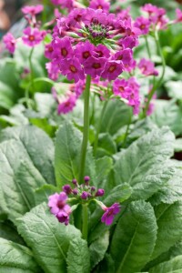 Primula beesiana 2L 40-