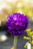 Primula denticulata Lilac 30- 40 cm