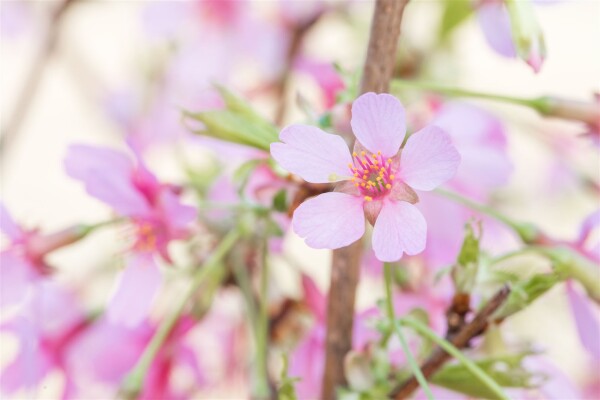 Prunus Okame                         CA60- 80 cm