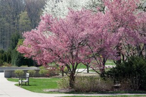 Prunus Okame                         CA60- 80 cm