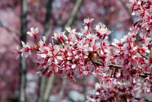 Prunus Okame                         CA60- 80 cm