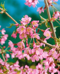 Prunus Okame                         CA60- 80 cm