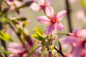 Prunus Okame                         CA60- 80 cm