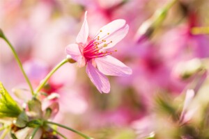 Prunus Okame                         CA60- 80 cm