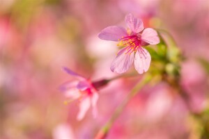 Prunus Okame                         CA60- 80 cm