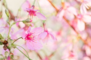 Prunus Okame                         CA60- 80 cm