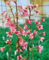 Prunus Okame                         CA60- 80 cm