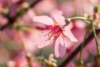 Prunus Okame                         CA60- 80 cm