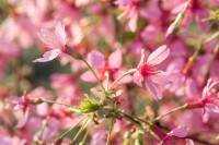 Prunus Okame                         CA60- 80 cm