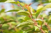 Prunus Okame                         CA60- 80 cm