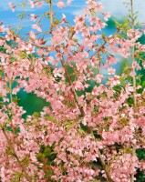 Prunus Okame                         CA60- 80 cm