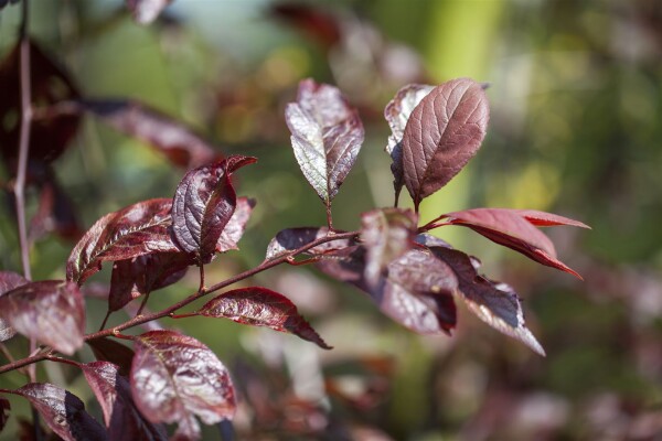 Prunus Trailblazer                   CAC Stammhöhe 80 cm + Krone