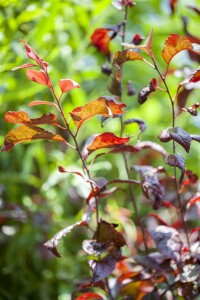 Prunus Trailblazer                   CAC Stammhöhe 80 cm + Krone