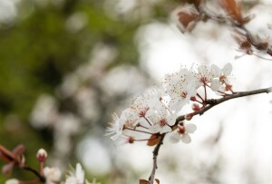 Prunus Trailblazer                   CAC Stammhöhe 80 cm + Krone