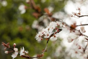 Prunus Trailblazer                   CAC Stammhöhe 80 cm + Krone