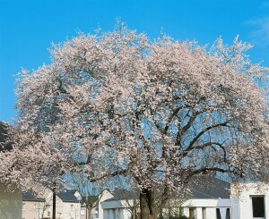 Prunus Trailblazer                   CAC Stammhöhe 80 cm + Krone