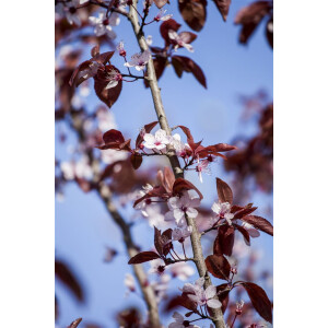Prunus cerasifera Nigra              CAC 80- 100 cm