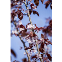 Prunus cerasifera Nigra              CAC 80- 100 cm
