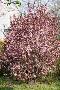 Prunus cerasifera Nigra              CAC Sta C 10       Krone mehrj.   Sth. 125-