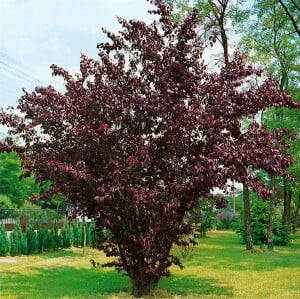 Prunus cerasifera Nigra              CAC Sta C 10       Krone mehrj.   Sth. 125-