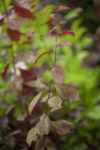 Prunus cerasifera Nigra              CAC Sta C 10       Krone mehrj.   Sth. 125-