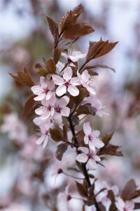 Prunus cerasifera Nigra              CAC Sta C 10       Krone mehrj.   Sth. 125-