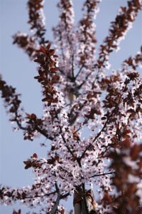 Prunus cerasifera Nigra              CAC Sta C 10       Krone mehrj.   Sth. 125-