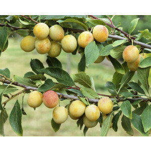 Prunus domestica Mirabelle von Nancy       CAC 7,5L...