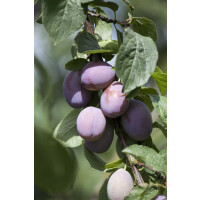 Prunus domestica Imperial 7,5L 125- 150
