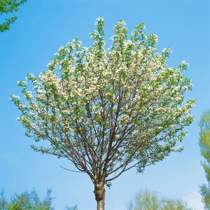 Prunus fruticosa Globosa             CAC Sta C 7,5      Krone einj.     Sth. 125-