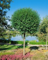 Prunus fruticosa Globosa             CAC Sta C 7,5      Krone einj.     Sth. 125-