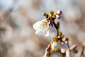 Prunus incisa Kojou-no-mai           CAC Stammhöhe 80 cm + Krone