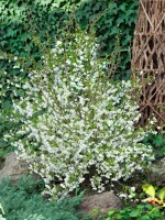 Prunus incisa Kojou-no-mai           CAC Stammhöhe 80 cm + Krone