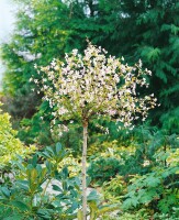 Prunus incisa Kojou-no-mai           CAC Stammhöhe 80 cm + Krone