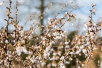 Prunus incisa Kojou-no-mai           CAC Stammhöhe 80 cm + Krone