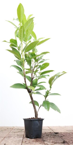 Prunus laurocerasus Caucasica 0,5 Liter Topf 60- 80 cm