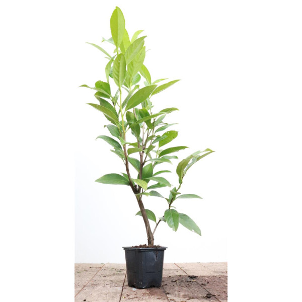 Prunus laurocerasus Caucasica C 15- 20