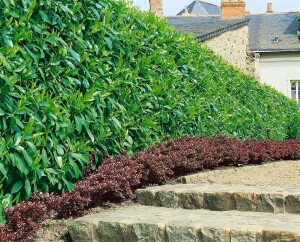 Prunus laurocerasus Caucasica 0,5 Liter Topf 60- 80 cm