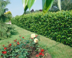 Prunus laurocerasus Caucasica 0,5 Liter Topf 60- 80 cm