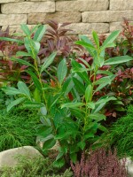 Prunus laurocerasus Caucasica 0,5 Liter Topf 60- 80 cm