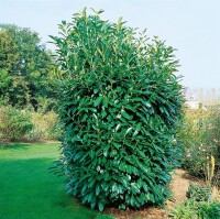 Prunus laurocerasus Caucasica 0,5 Liter Topf 60- 80 cm