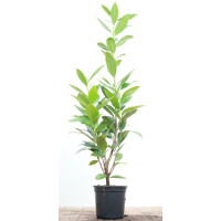 Prunus laurocerasus Caucasica 40- 60 cm