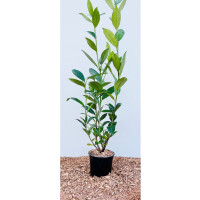 Prunus laurocerasus Caucasica C 60-  100