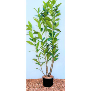 Prunus laurocerasus Caucasica 80- 100 cm