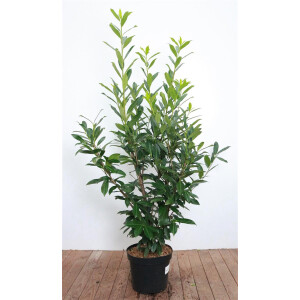 Prunus laurocerasus Caucasica 120- 140 cm